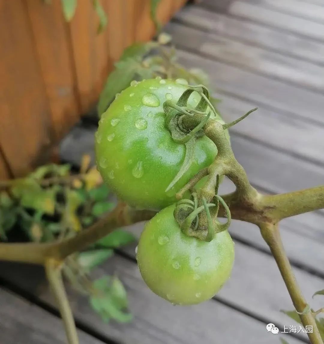 上海一所10000㎡高端幼儿园！选修课要靠抢，今年还招插班补录