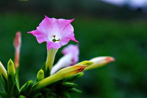 煙草花圖片,煙草花圖片大全