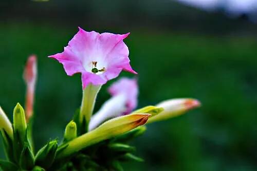 烟草花图片,烟草花图片大全