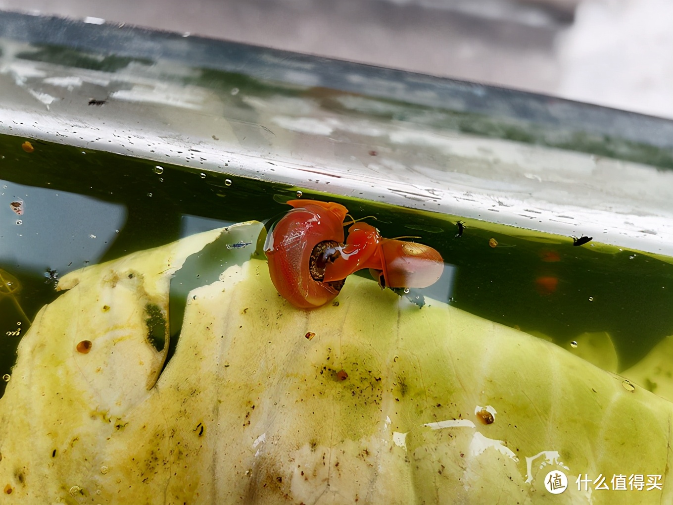 蘋果螺吃蔬菜,黑殼蝦不除藻,黃米奇生寶寶--我的魚缸