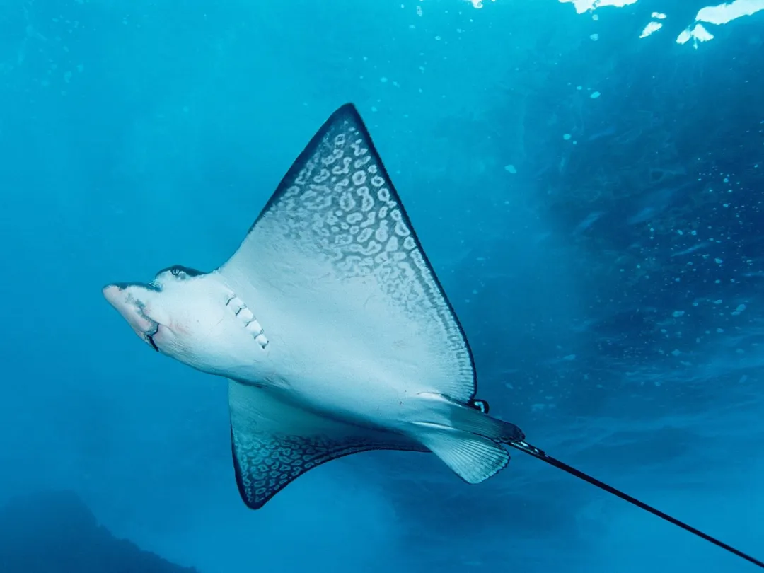 淡水魚(yú)能在海里生活嗎？