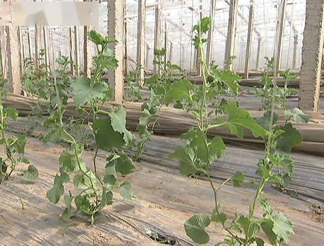 甜瓜整枝新技术—双蔓整枝,6方面管理提高产量与促花技术