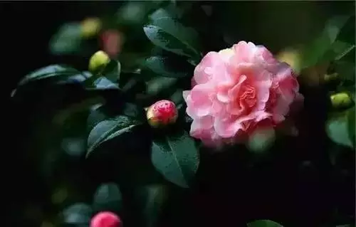广州市市花是什么（全国56个城市的市花介绍）