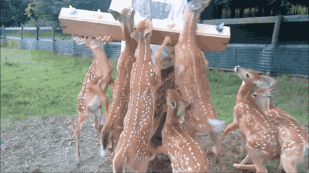 奈良小鹿一年伤了209人！8人骨折！原来鹿有这个反应是攻击的意思