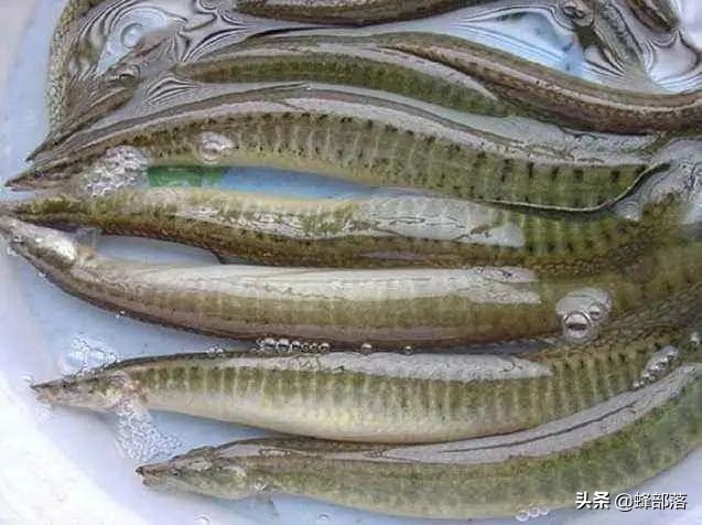市场上卖60元一斤的“刀鳅鱼”，在农村之中，为啥没人敢养殖？