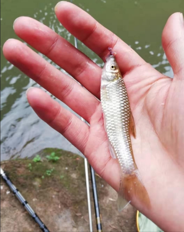 溪流深潭钓鱼,野钓名贵稀有华鲮鱼,钓获4条百元一斤的华鲮鱼