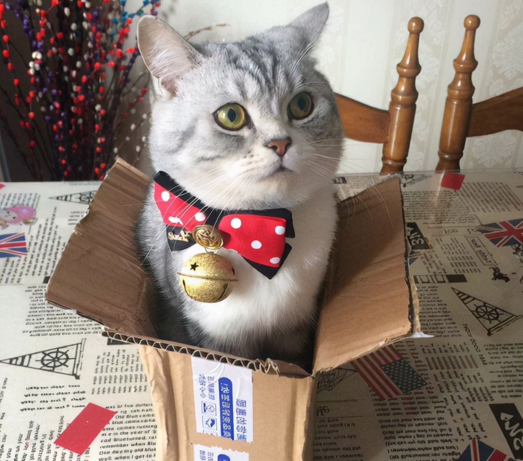 养猫分5个等级，越高级越幸福，你到哪个等级呢？