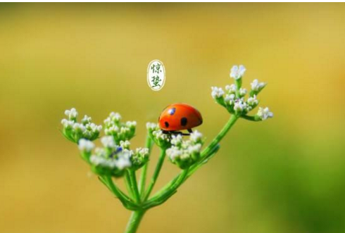 明天就是惊蛰了，关于惊蛰的这些风俗，你知道吗？