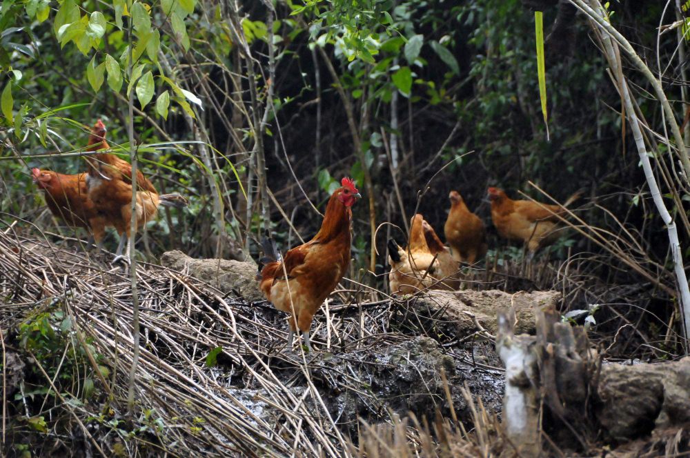 山林放养土鸡逐渐淡出人们视野,现在还有市场吗?价格又是多少呢