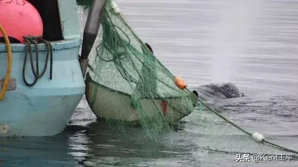 身为海洋食物链“顶端杀手”的它,竟对人类有蜜汁好感?