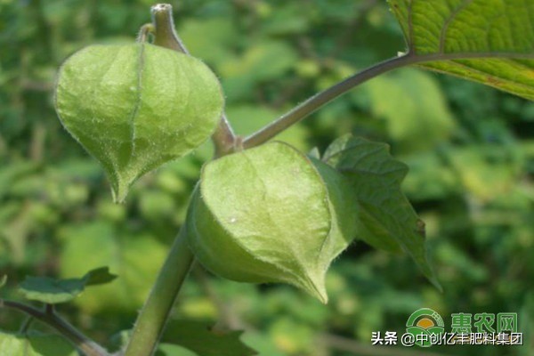 姑娘果什么时候种植最好（姑娘果在这个时间段种植最好）