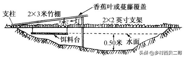 牛蛙的养殖技术（正确的牛蛙的养殖方法大全）