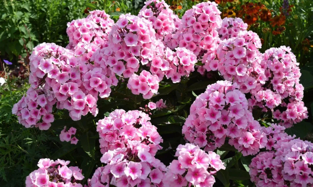 宿根福禄考花期什么时候（夏季里最佳的观花植物）