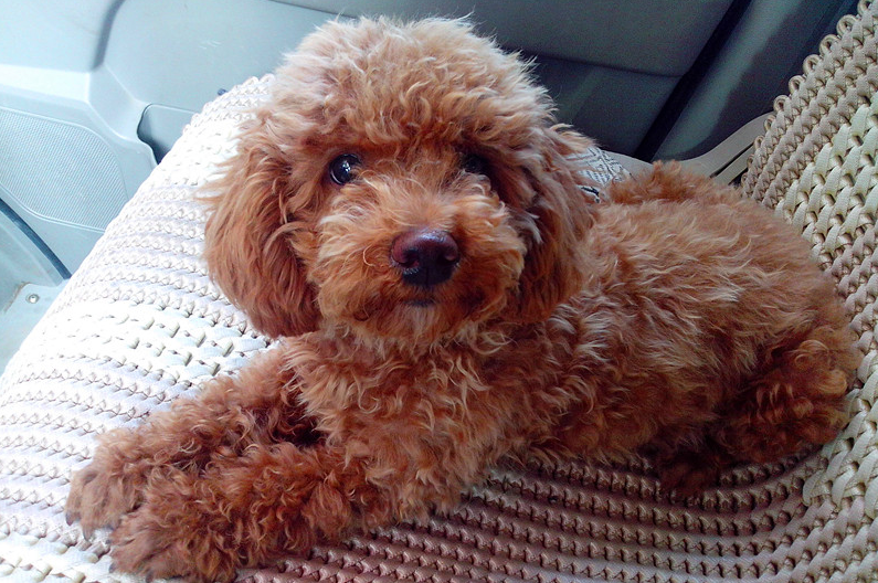 泰迪纯不纯,还是得看这5点