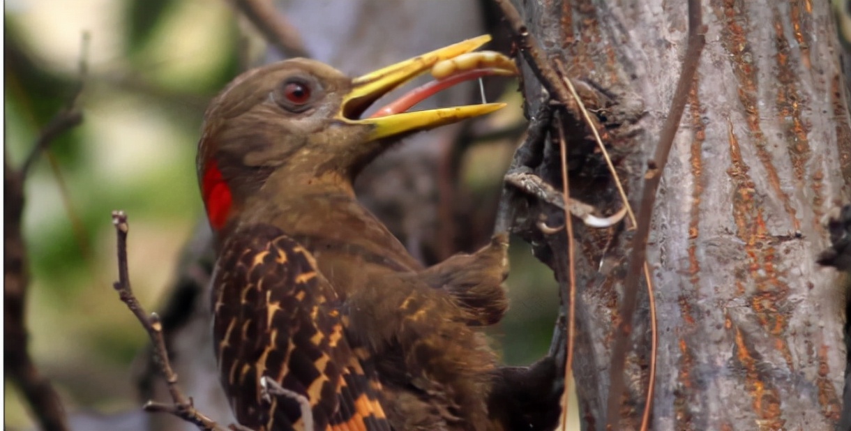 啄木鸟:森林中的"害鸟",并非"森林医生",我们被老师骗了