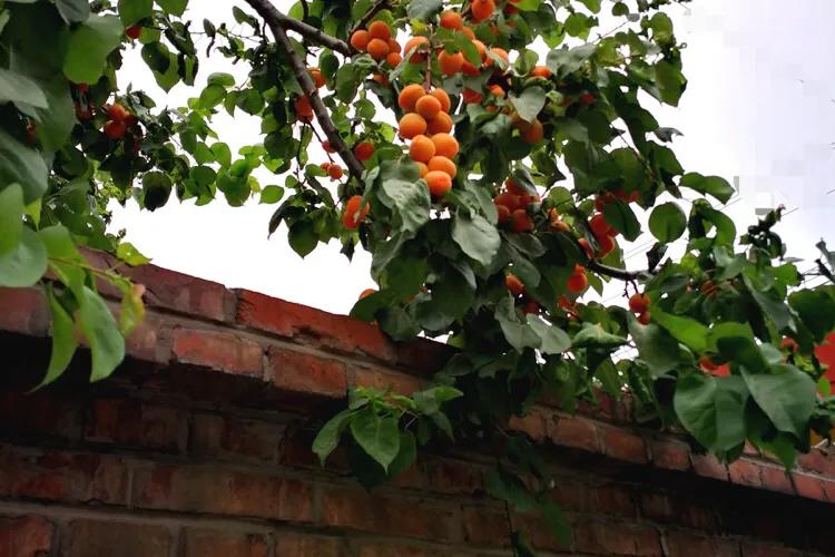 红杏出墙什么意思 亚洲无矿砖码专区2022-游趣网