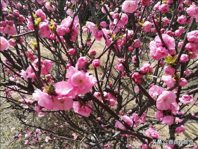 乱花渐欲迷人眼，一日看尽长安花