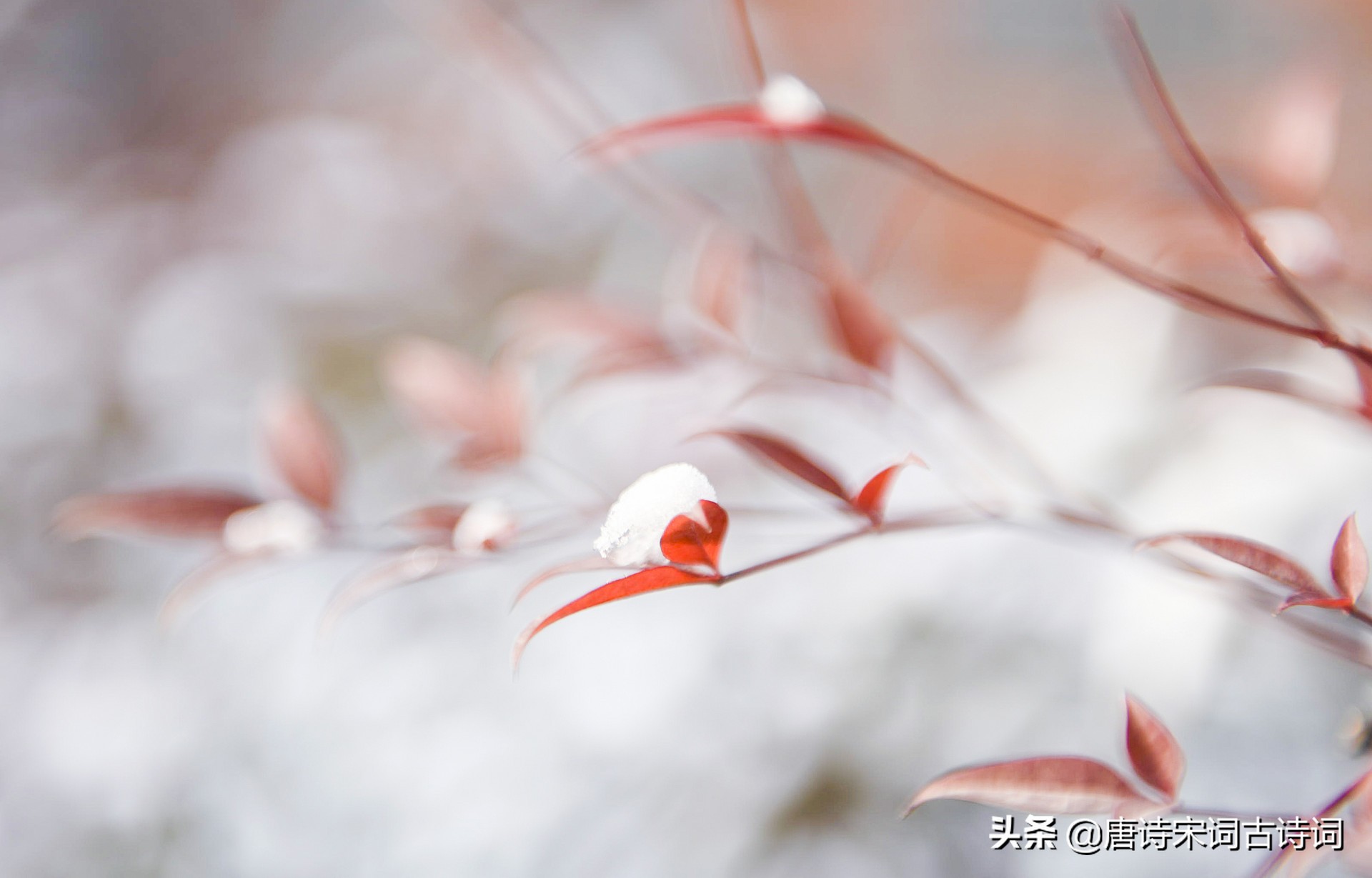 小雪节气，赏析唐代诗人张登的《小雪日戏题绝句》