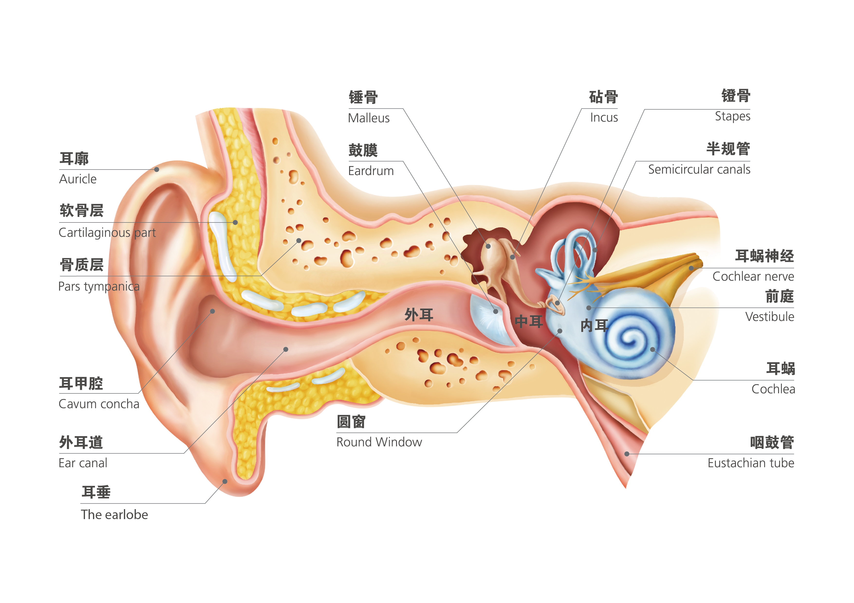 坐飞机耳朵疼怎么缓解(还能回家过年吗)