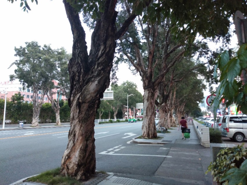 珠海的美毋庸置疑！吉大的由来，你信哪一个