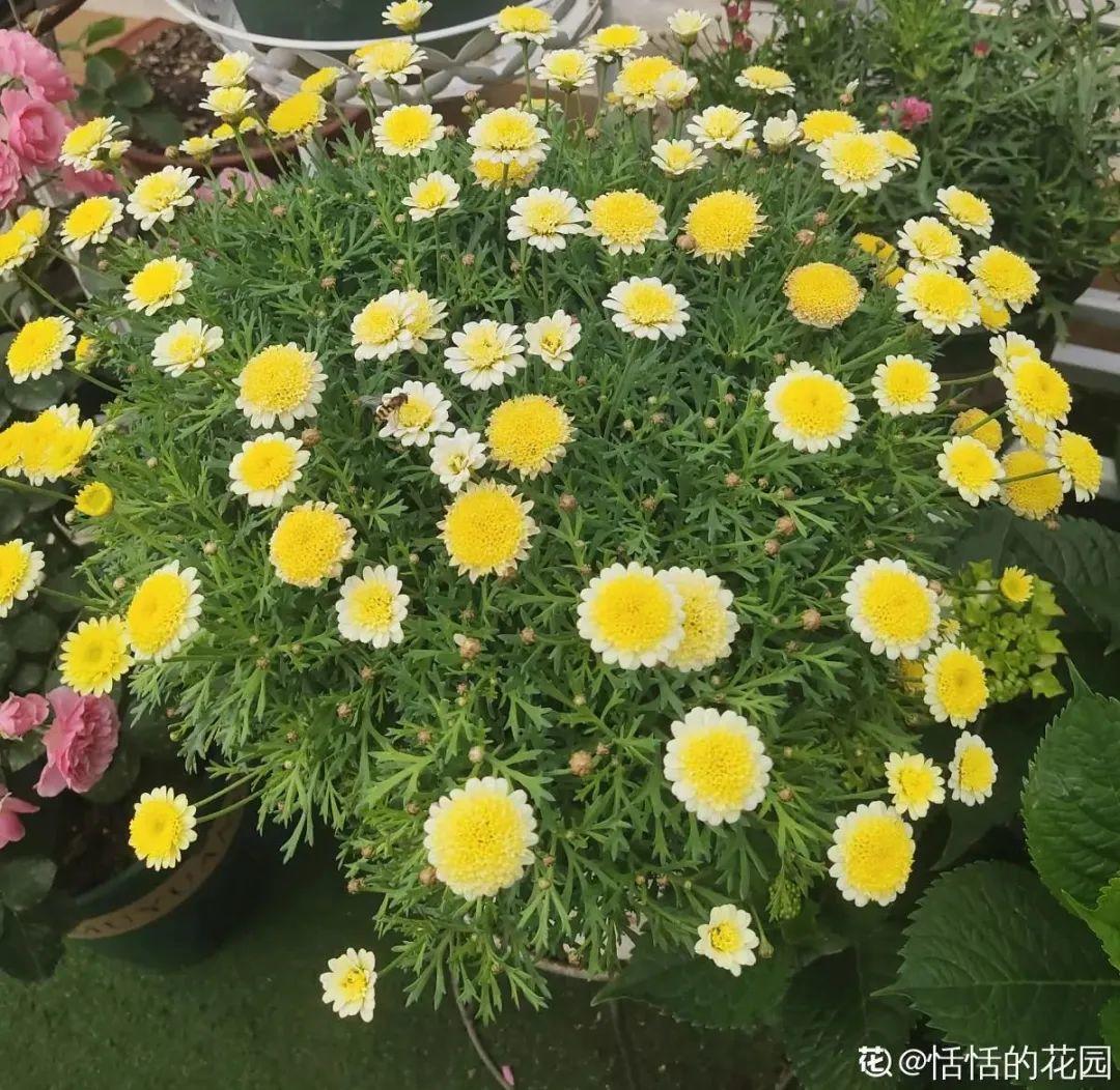 春天种什么花（春天最好养的20种花长得快）