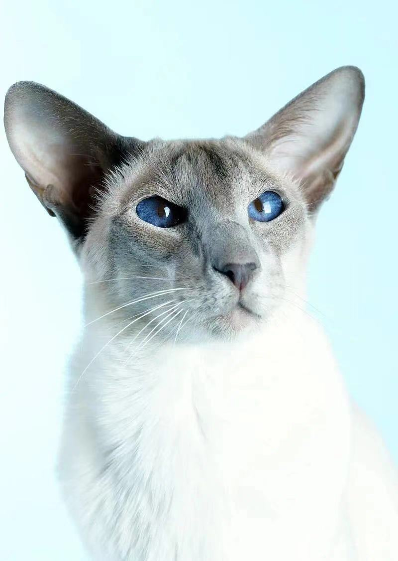 巴厘猫多少钱一只(猫咪品种大盘点6) - 价格百科