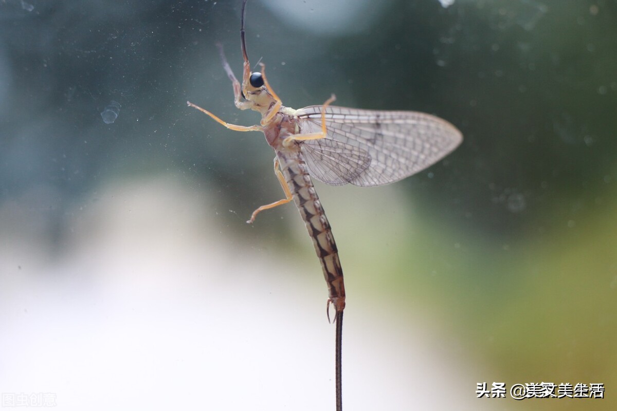 蜉蝣是什么动物(蜉蝣：朝生暮死、渺小却能诠释生命的意义)