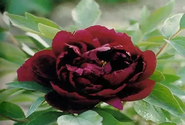 100种名贵牡丹鉴赏 绘画好素材（报花名）