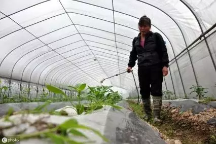 豇豆怎么种植（这才是豇豆的正确种植方法）