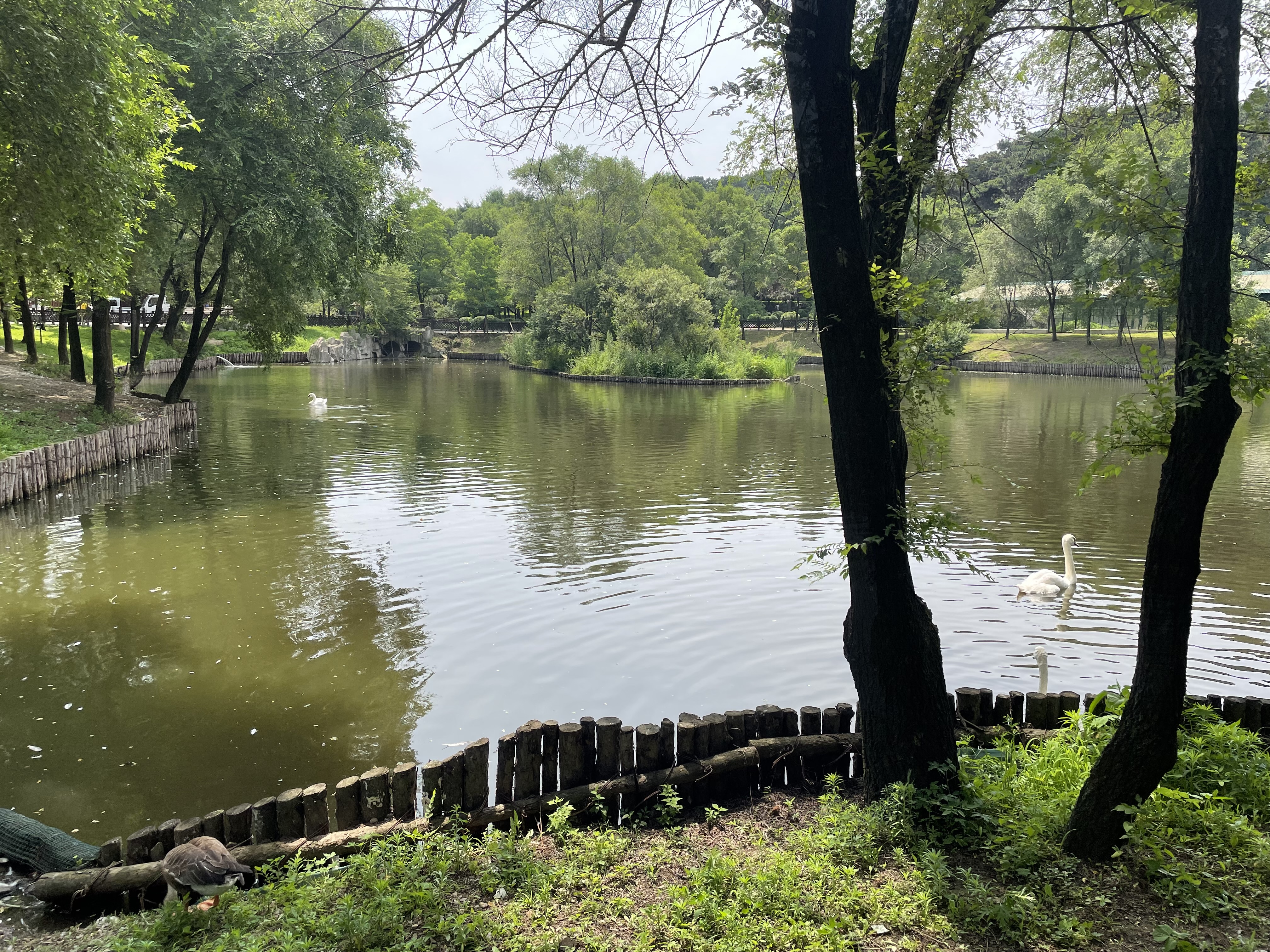 盛夏游沈阳森林动物园