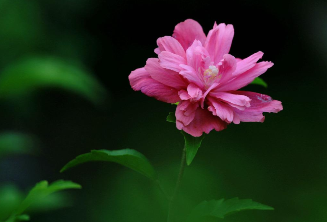 「诗词鉴赏」木槿花开，10首木槿花的诗词，朝花夕谢，转瞬即逝