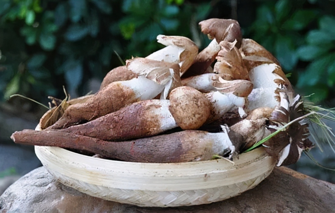 鸡枞价格为什么那么贵竞豪奢