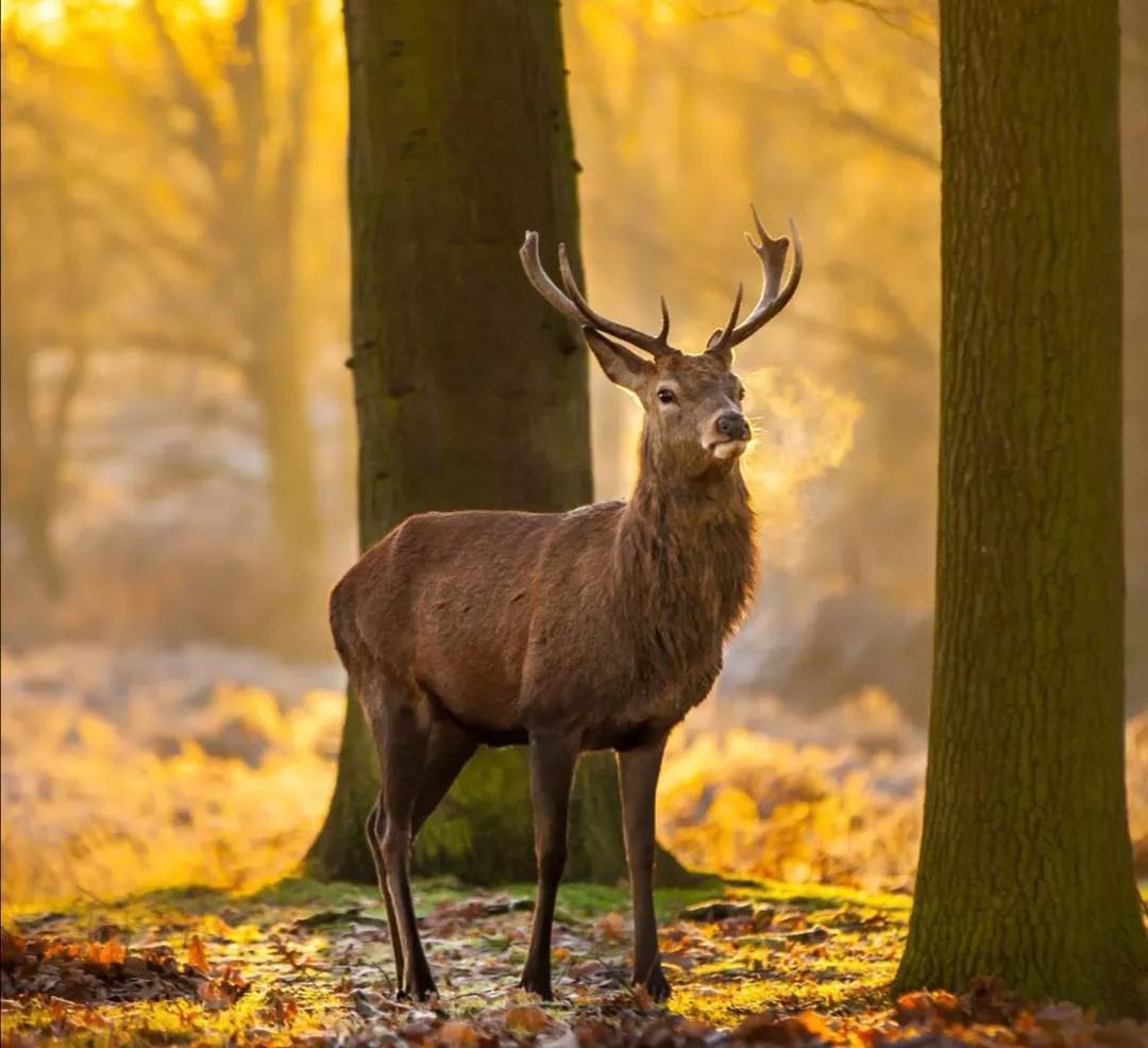 雪和鹿的诗句唯美(关于鹿的诗句唯美)