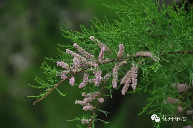 中国野花观花地点推荐