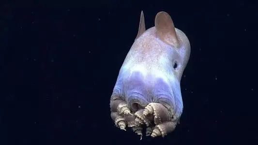 虽然都是八腕目,但小飞象章鱼是一种软体动物,属于须蛸科