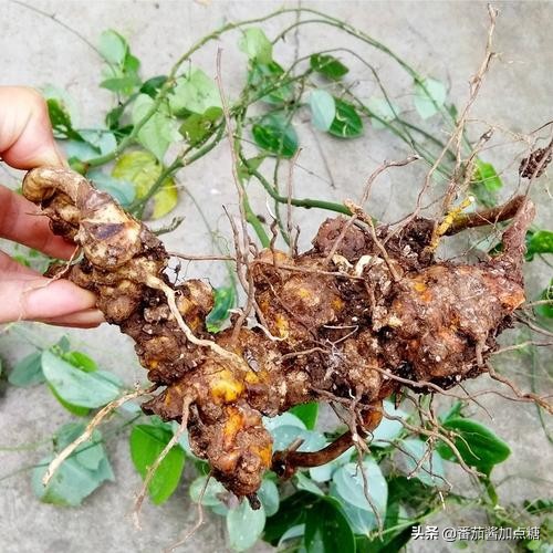 金刚藤胶囊的功效与作用(曾是农民讨厌的金刚刺)