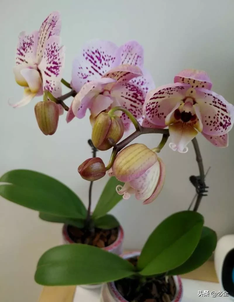 花怎么剪是什(shi)么（花怎么剪教程）-第22张图片-昕阳网