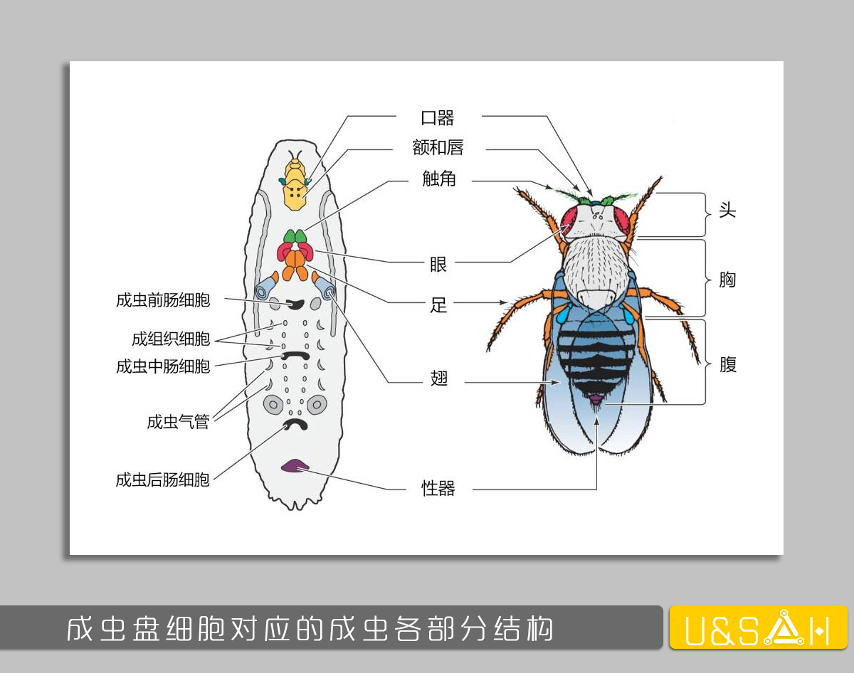 凡美丽的，都是残忍的——你一定想不到蝴蝶是多么的变态