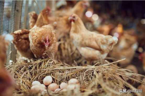 鸡蛋价格飞涨，背后原因有哪些？