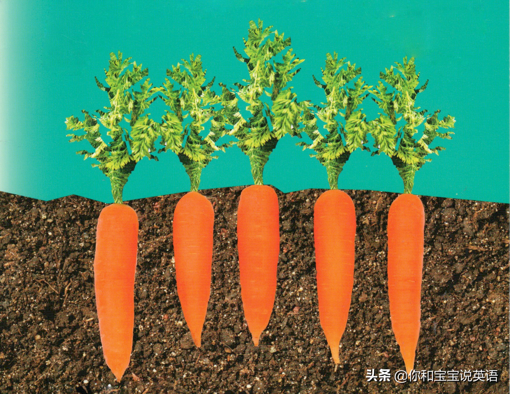 胡萝卜—长在地下★ 2 carrots 
