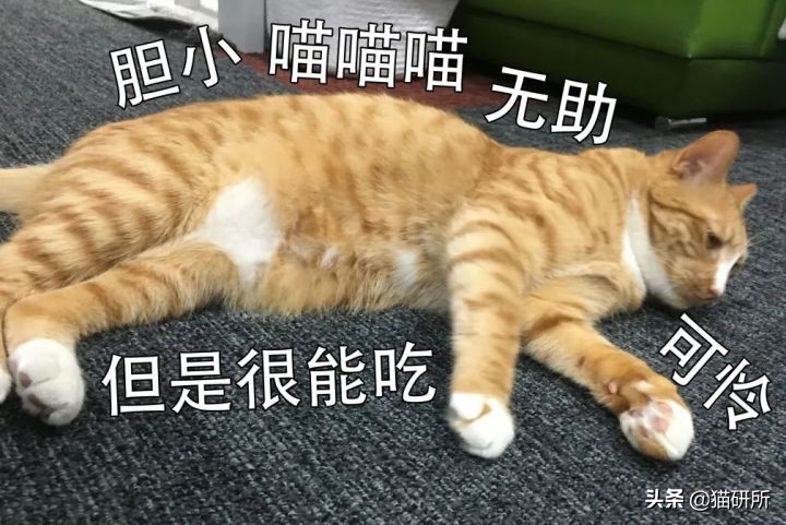 猫咪为啥总是喵喵叫讨食？明明碗里还有粮