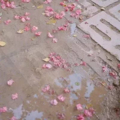 小短句 | 愿你静心忍耐，终见花开