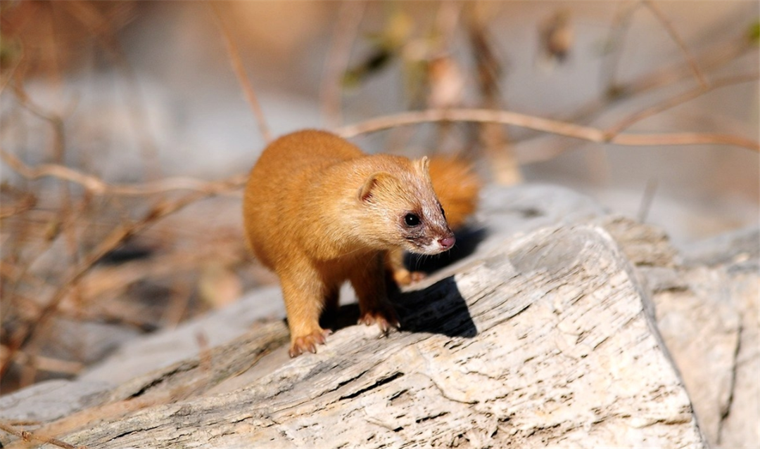 黄皮子图片(黄鼠狼全身是宝) - 赤虎壹号