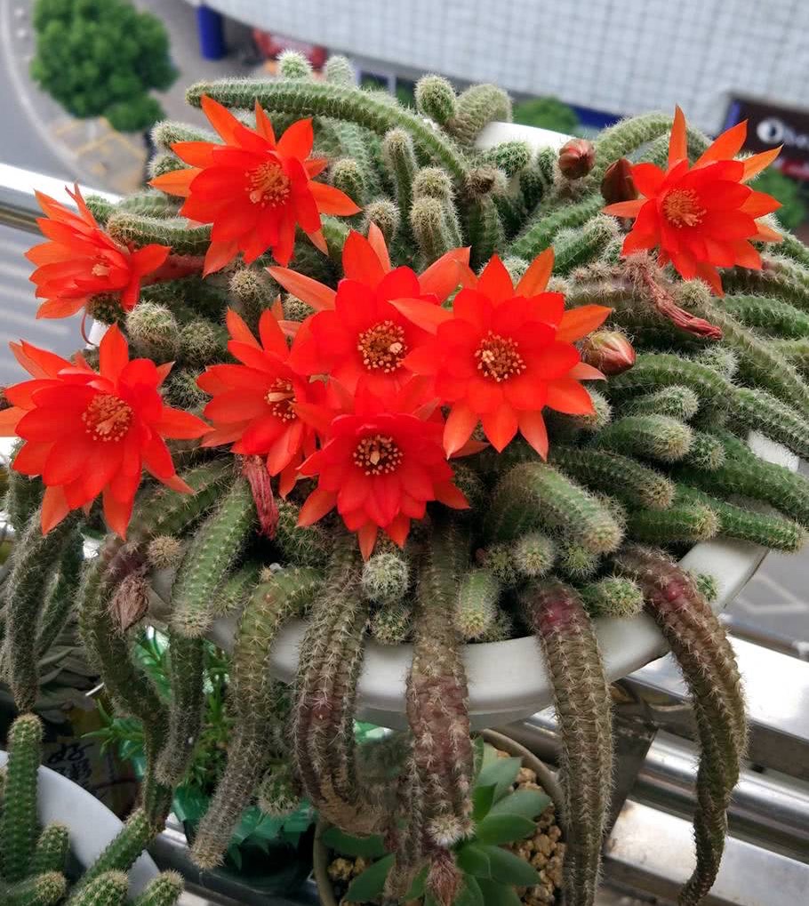 养护白檀树图片技巧(做好几点每年都开出火红火红的花)