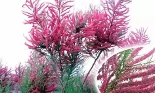广州市市花是什么（全国56个城市的市花介绍）