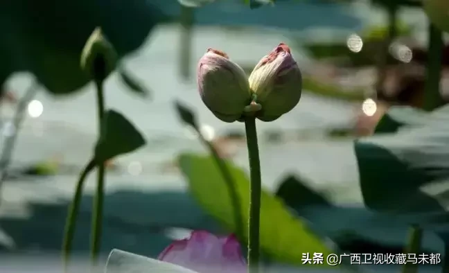 荷花随处可见,你有没有见过并蒂莲?