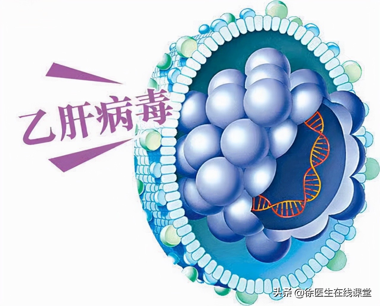 乙肝严不严重，不是看表面抗原和病毒DNA：你需要看这些检查