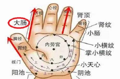 大肠经是手三阳经之ー,与手太阴肺经相表里,上接手太阴肺经于食指,下