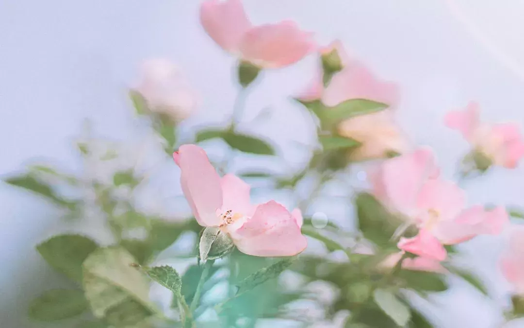 小短句 | 愿你对生活充满热情,每天都满载而归