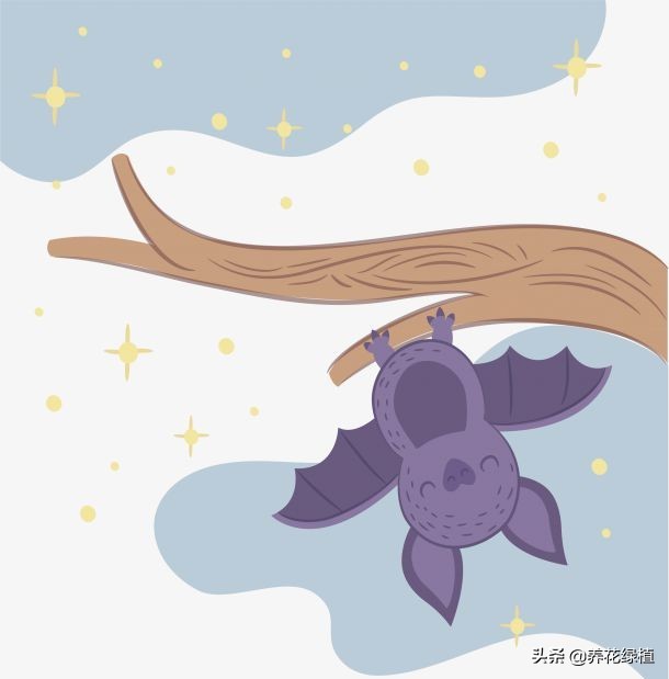 蝙蝠飞到家里是什么预兆?家中三大喜，即将有好事